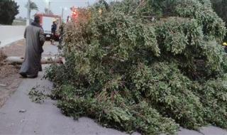 سقوط شجرة على طريق الفيوم – القاهرة عند “السبع نصب” يعيق حركة المرور - الخليج الان