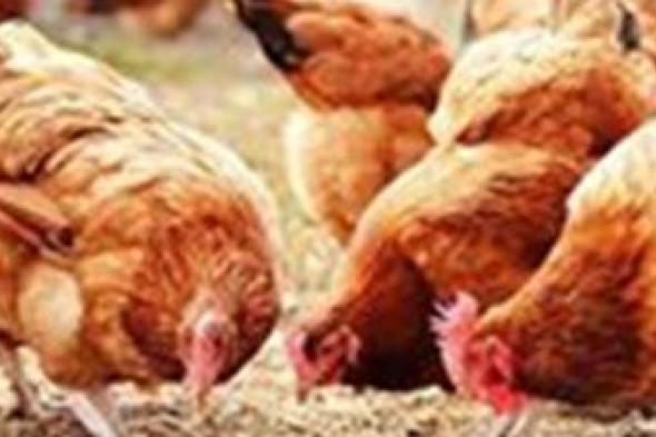 أسعار الفراخ اليوم الخميس 26 يونيو في الأسواق والبورصة - الخليج الان